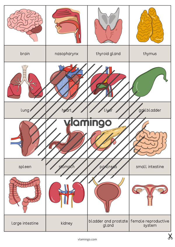 de englisch organs drawing game 003