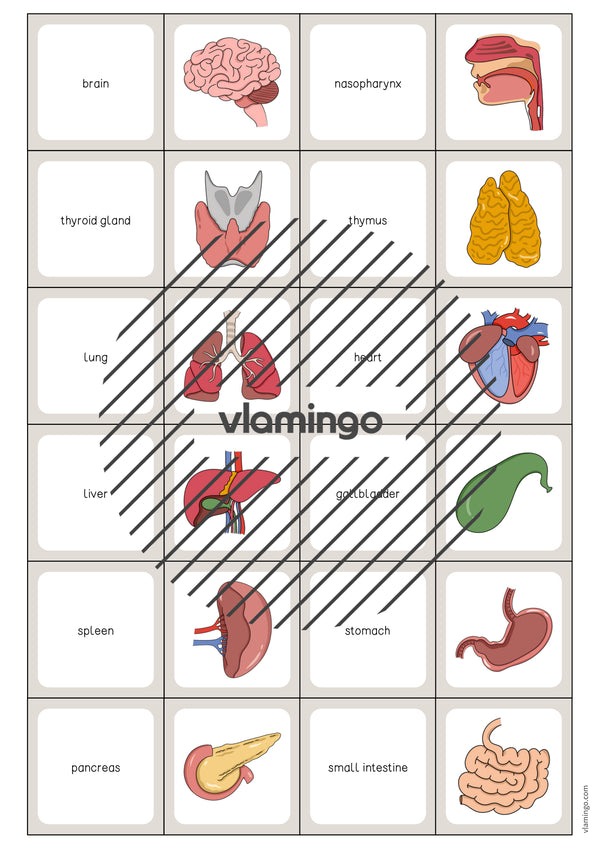 de englisch organs memo game 003