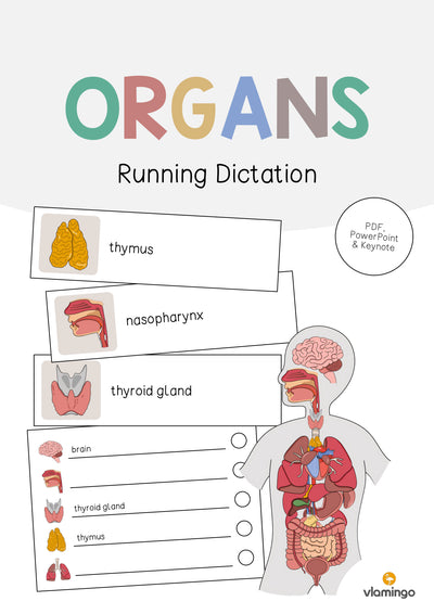 Organs / Organe: Running Dictation (Englisch)