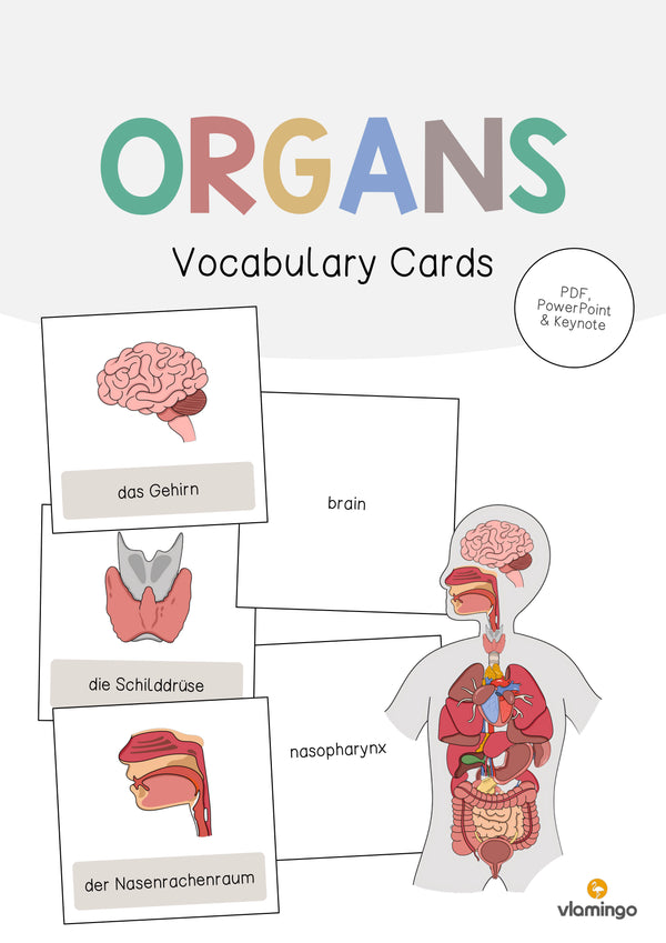 de englisch organs vocabulary cards 001