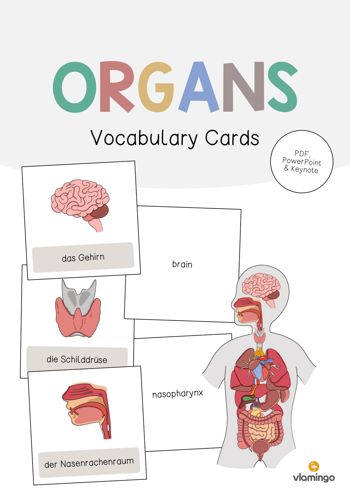 de englisch organs vocabulary cards 001