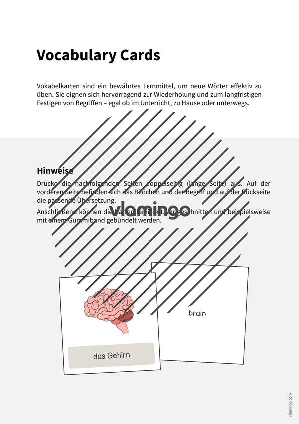 de englisch organs vocabulary cards 002