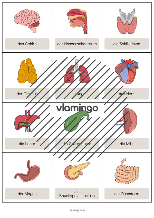 de englisch organs vocabulary cards 003