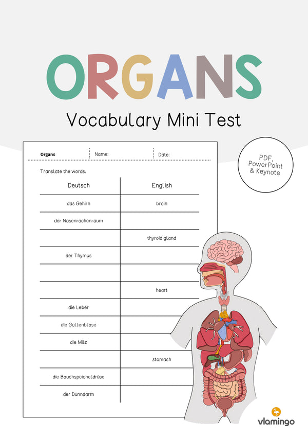 de englisch organs vocabulary mini test 001