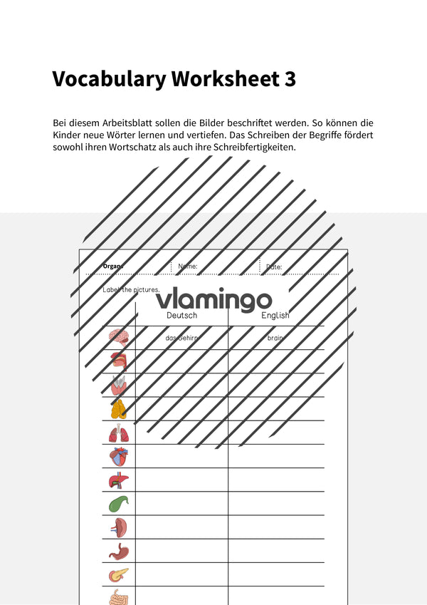de englisch organs vocabulary worksheet 3 002