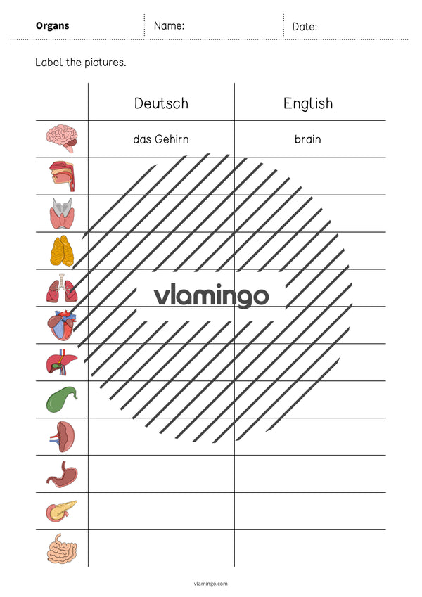 de englisch organs vocabulary worksheet 3 003