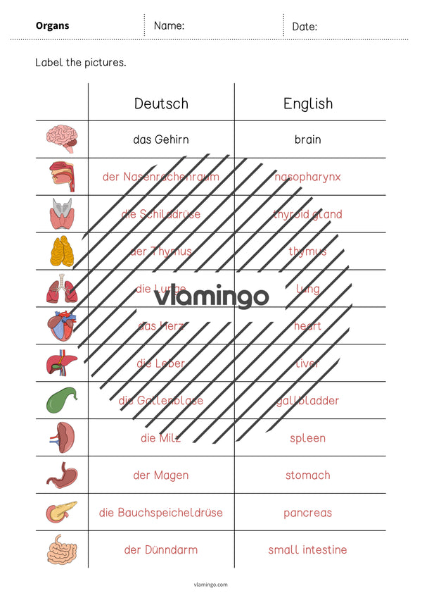 de englisch organs vocabulary worksheet 3 005
