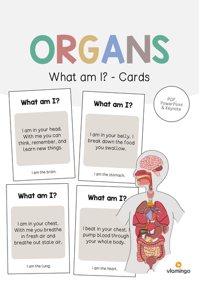 Organs / Organe: What am I? - Cards (Englisch)