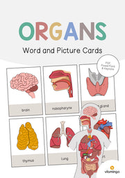 de englisch organs word and picture cards 001