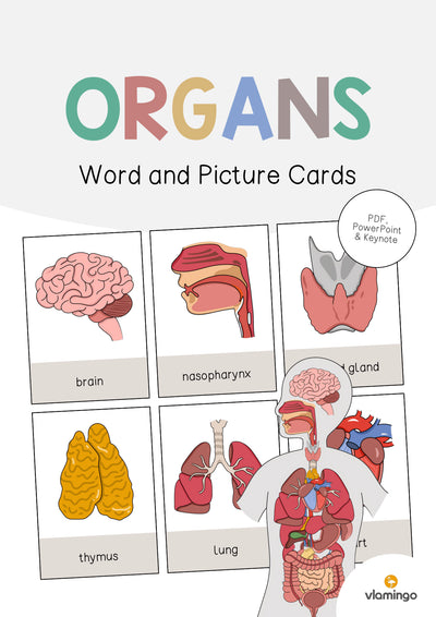Organs / Organe: Word and Picture Cards (Englisch)