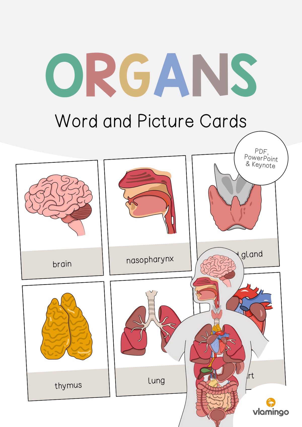 de englisch organs word and picture cards 001