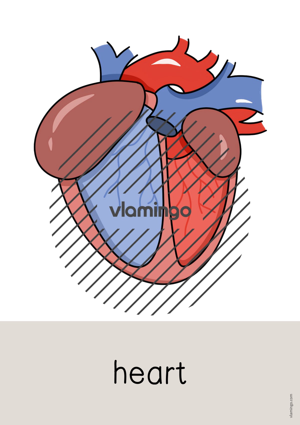 de englisch organs word and picture cards 008