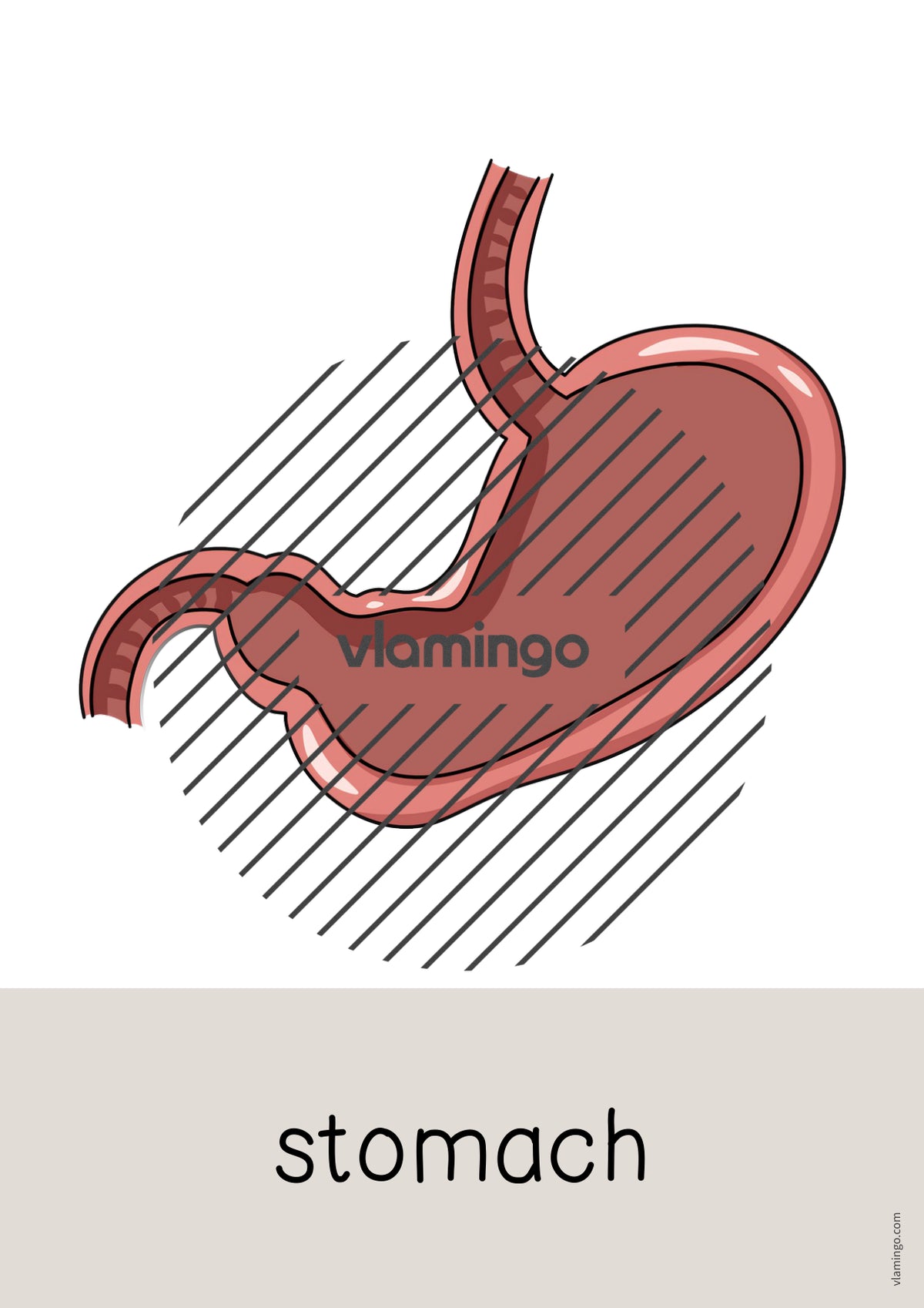de englisch organs word and picture cards 012