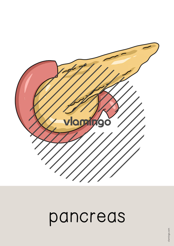 de englisch organs word and picture cards 013