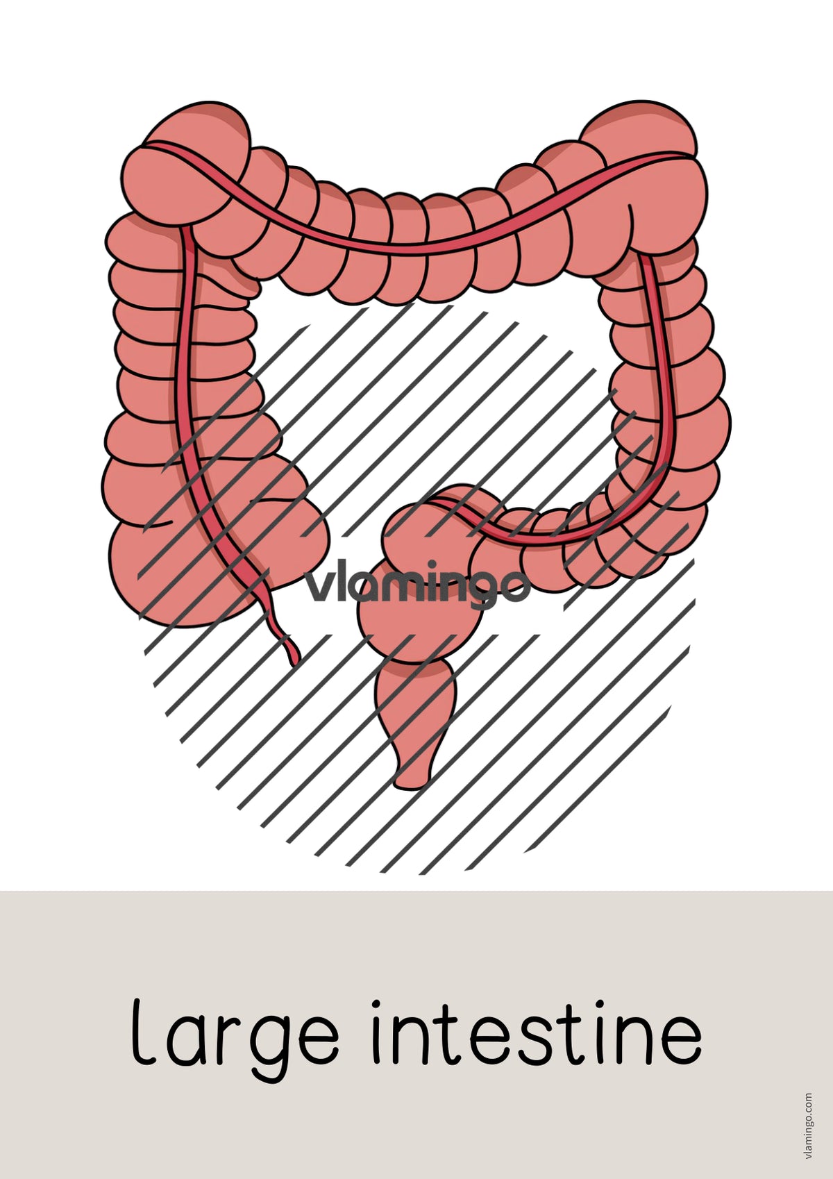 de englisch organs word and picture cards 015