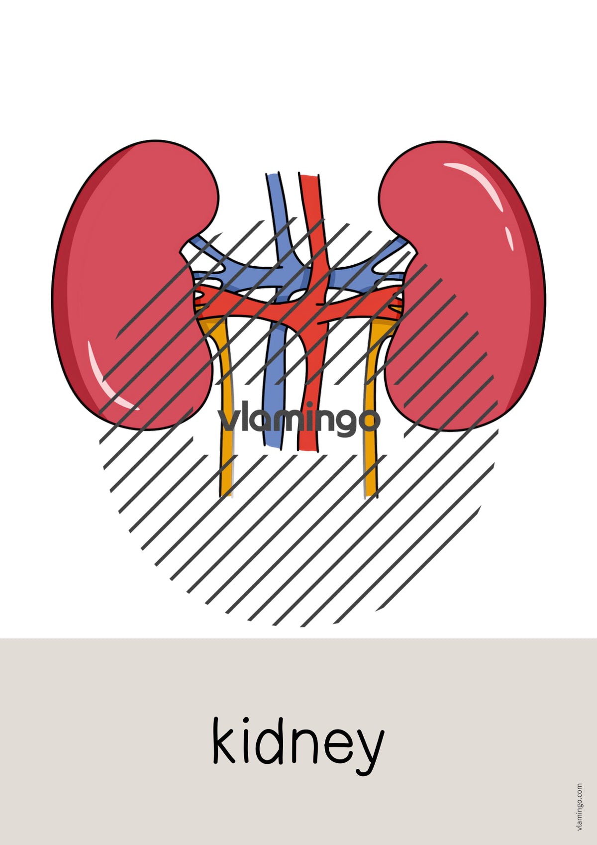 de englisch organs word and picture cards 016