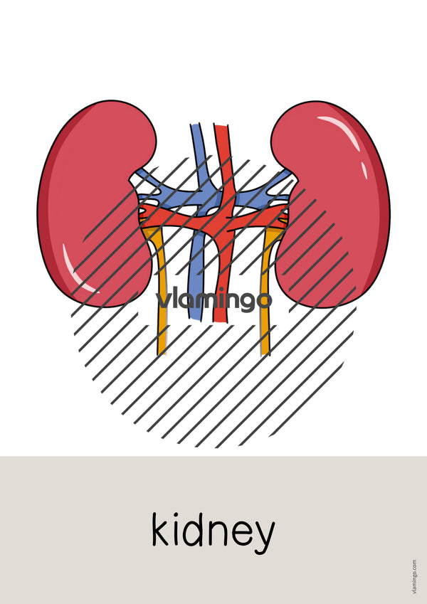 de englisch organs word and picture cards 016
