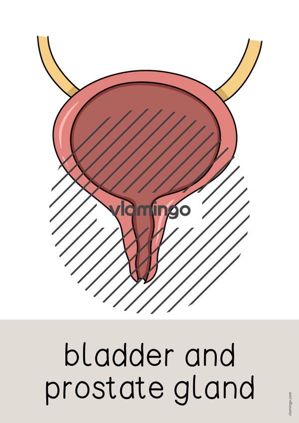 de englisch organs word and picture cards 017