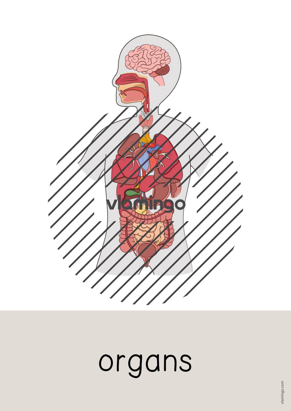 de englisch organs word and picture cards 020