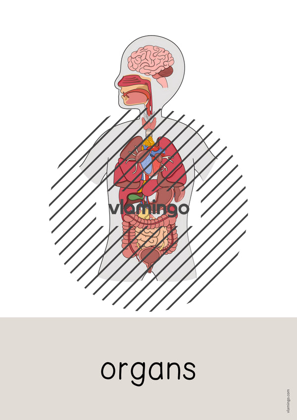 de englisch organs word and picture cards 020