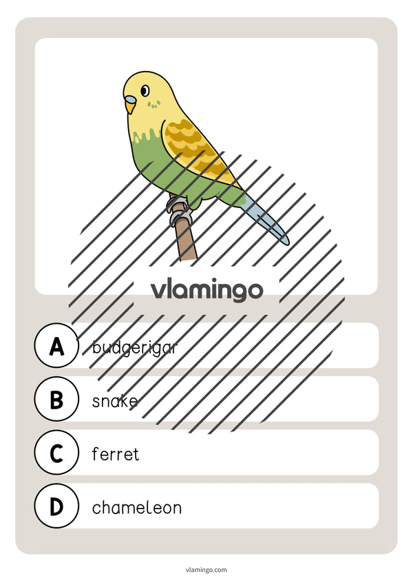 de englisch pets vocabulary quiz 013