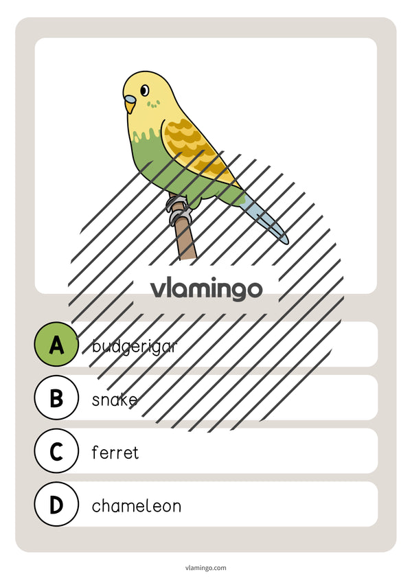 de englisch pets vocabulary quiz 014