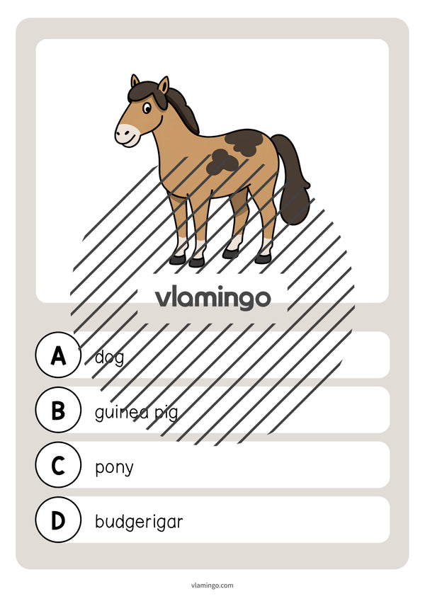 de englisch pets vocabulary quiz 017