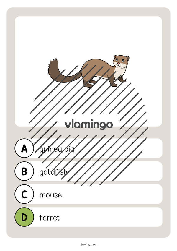 de englisch pets vocabulary quiz 036