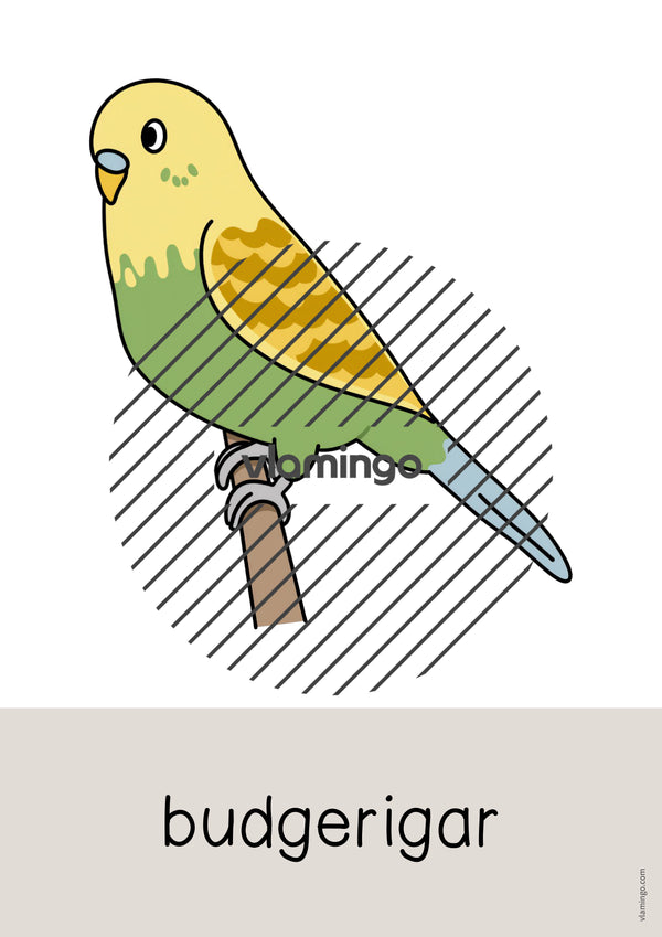 de englisch pets word and picture cards 007