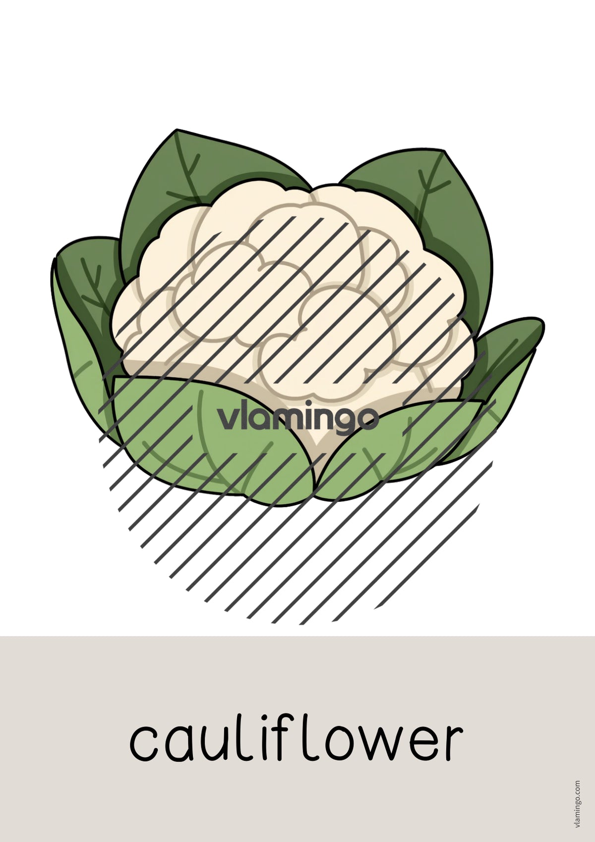 de englisch vegetables word and picture cards 019