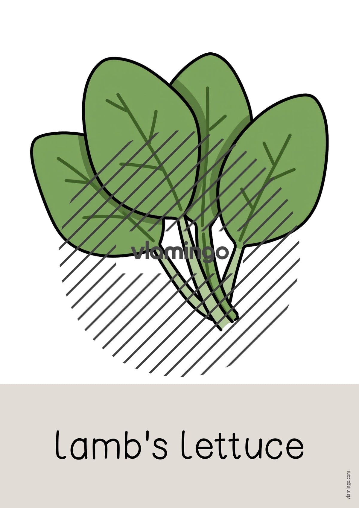 de englisch vegetables word and picture cards 021
