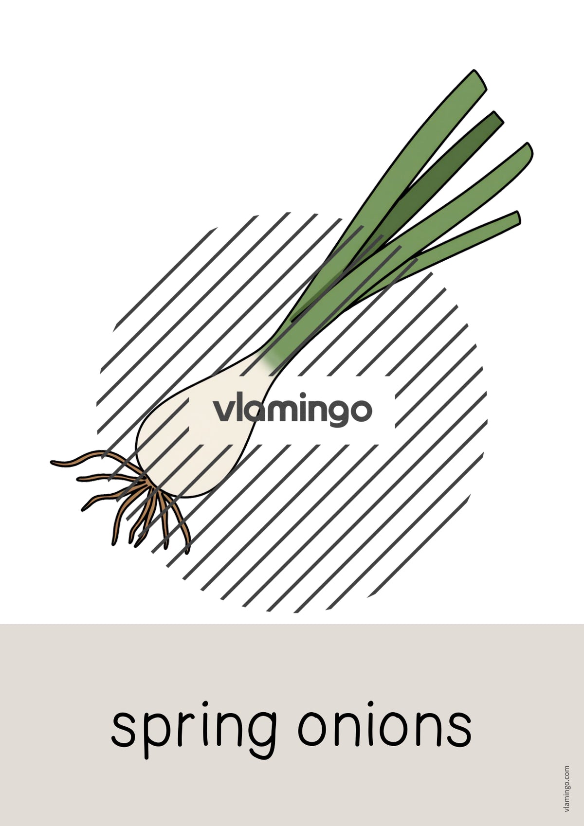 de englisch vegetables word and picture cards 022