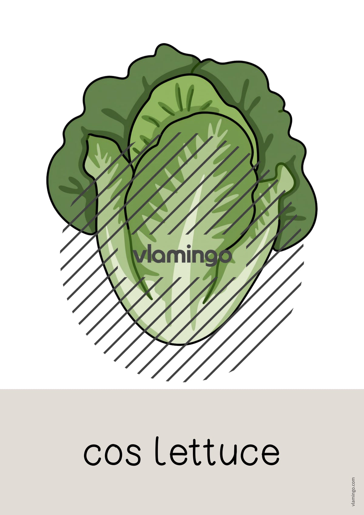 de englisch vegetables word and picture cards 033